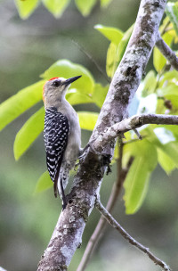 Paraíso de las Aves
